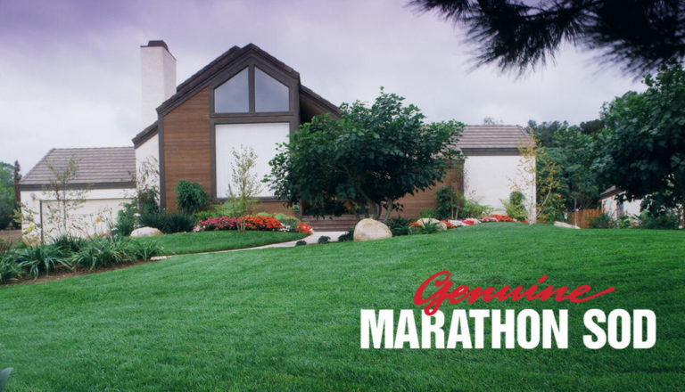 Buy Marathon Sod in San Bernadino