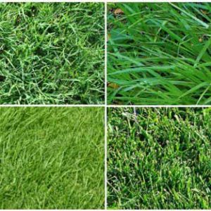 Learn about types of sod from San Bernadino Sod Farm